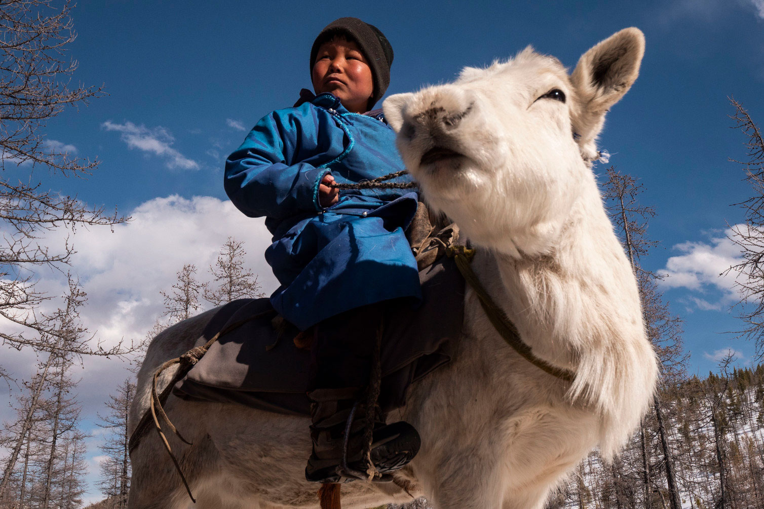 Bayandalai: Lord of the Taiga