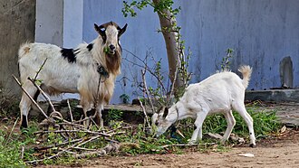 Goat herding