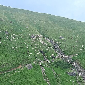 Pastoralism