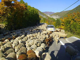 Transhumance